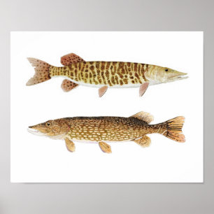 Muskie & poster da arte de Pike