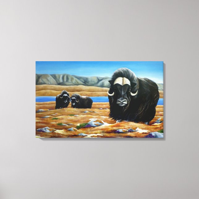 Muskox Painting Canadian Willife Canvas Print (Frente)