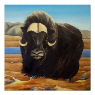 Muskox Painting Canadian Willife Poster Impressão