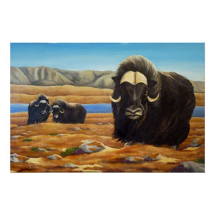 Muskox Painting Canadian Willife Poster Impressão