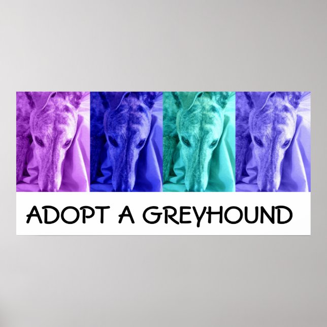Mx4 Adotar um Poster de Greyhound (Frente)