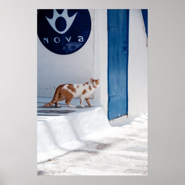 Mykonos cat - Poster (Frente)