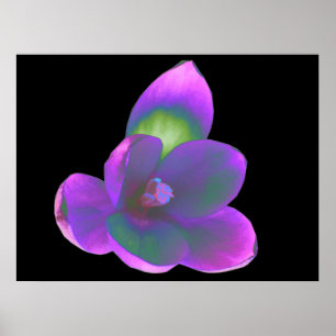 Mystic Beautic Crocus Flower Impressão