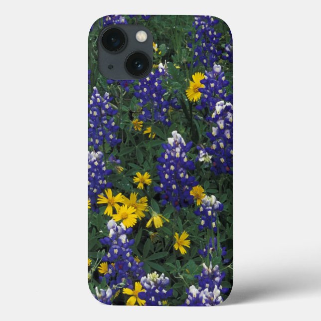 N.A, EUA, Texas, Marble Falls, Blue Bonnets (Verso)