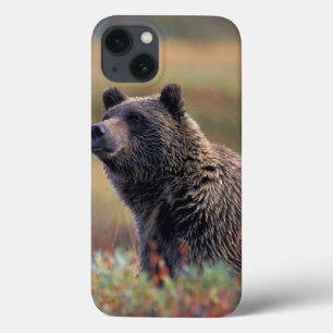 NA, EUA, Alaska, Denali NP, urso de urso
