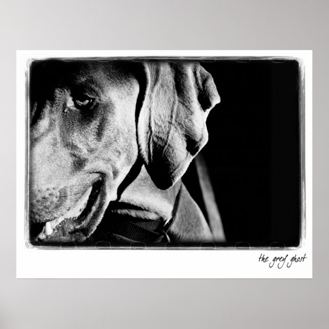 Nação Weimaraner: Impressão de "Espírito da Cinza" (Frente)