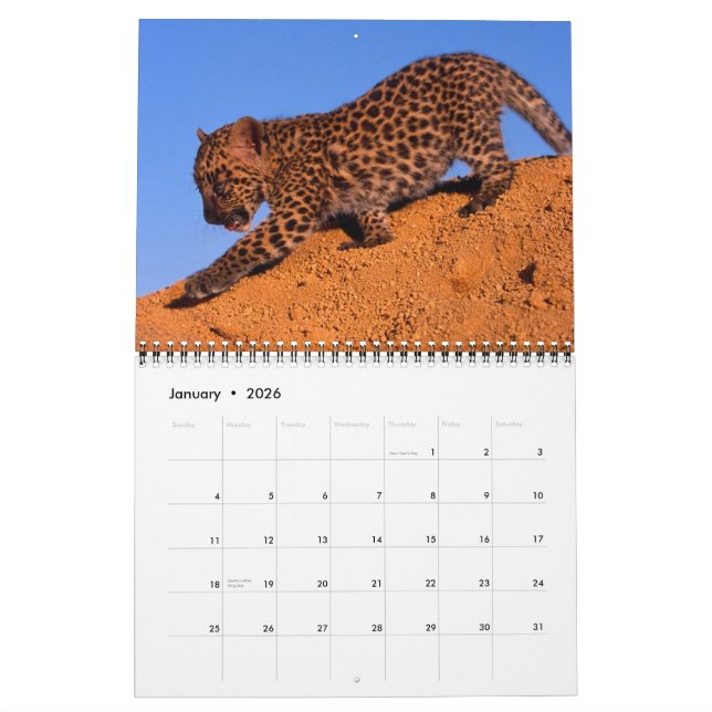 Nada mas leopardos - calendário 2013 (Jan 2026)