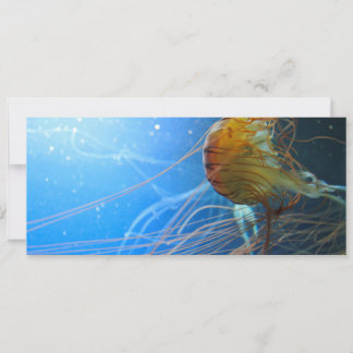 Nadação de água-vivas