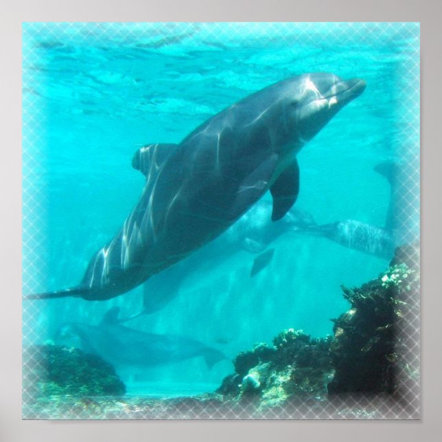 Nadando Impressão de golfinho (Frente)