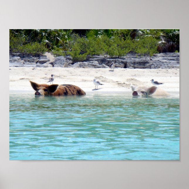 Nadar porcos na Poster de praia (Frente)