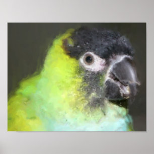 Nanday Conure - Poster de Pintura de Fotos do Papa