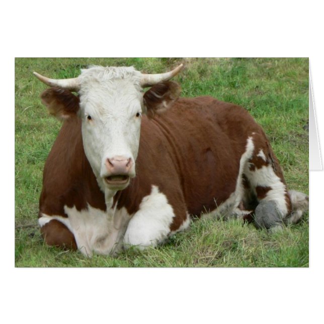 Não tenha um cartão de vaca (Frente Horizontal)