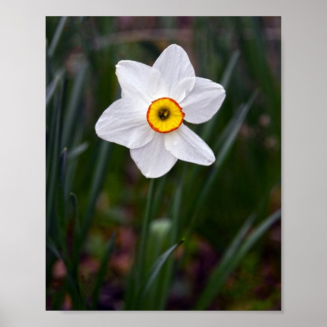 Narciso Flower Poster (Frente)