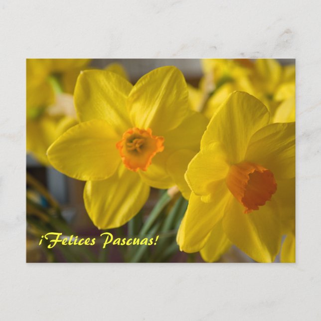 Narcisos amarelos ¡Felices Pascuas! cartão postal (Frente)