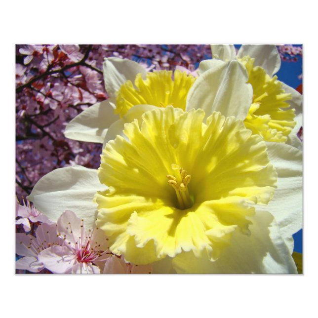 Narcisos Flores Fotografia impressões de arte Prim (Frente)