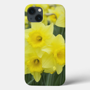 Narcisos RF)