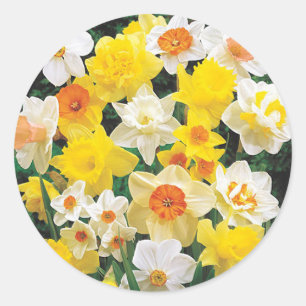 Narcisos Sinal da Primavera Envelope Selo Adesivo