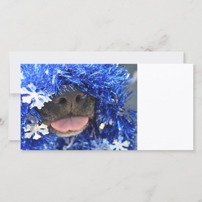 Nariz de cão negro língua azul (Frente)