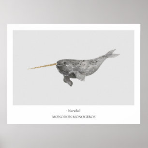 Narwhal Natural History Poster