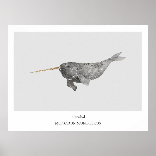 Narwhal Natural History Poster (Frente)