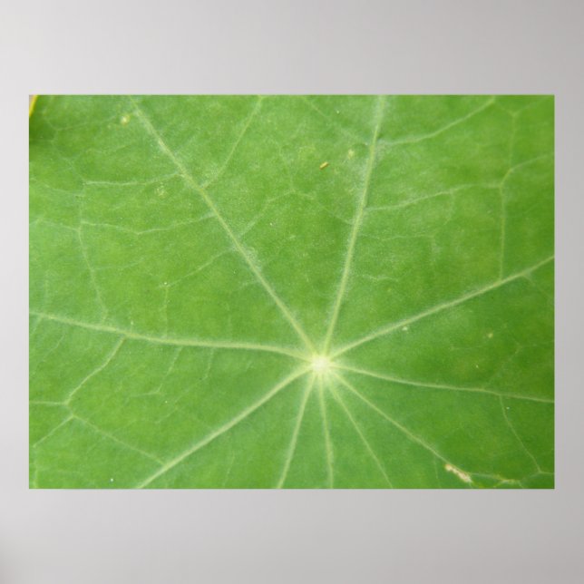 Nasturtium Leaf Impressão (Frente)