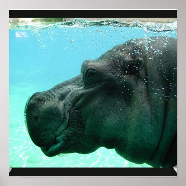 Natação Hippo Poster (Frente)