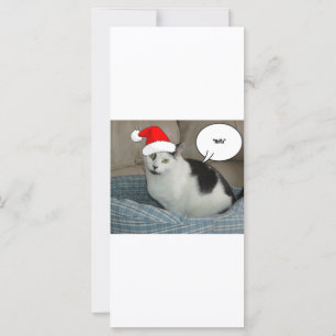 Natal Black and White Kitten