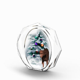 Natal para o Retriever Coated Curly