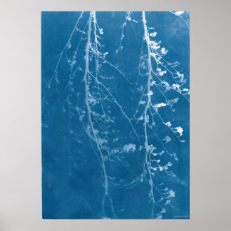 Nature Cyanotipia em Impressão Azul e Download Dig