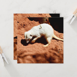 Nature's Forager: White Meerkat Digging for Inseto