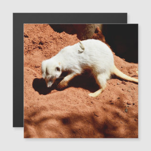 Nature's Forager: White Meerkat Digging for Inseto