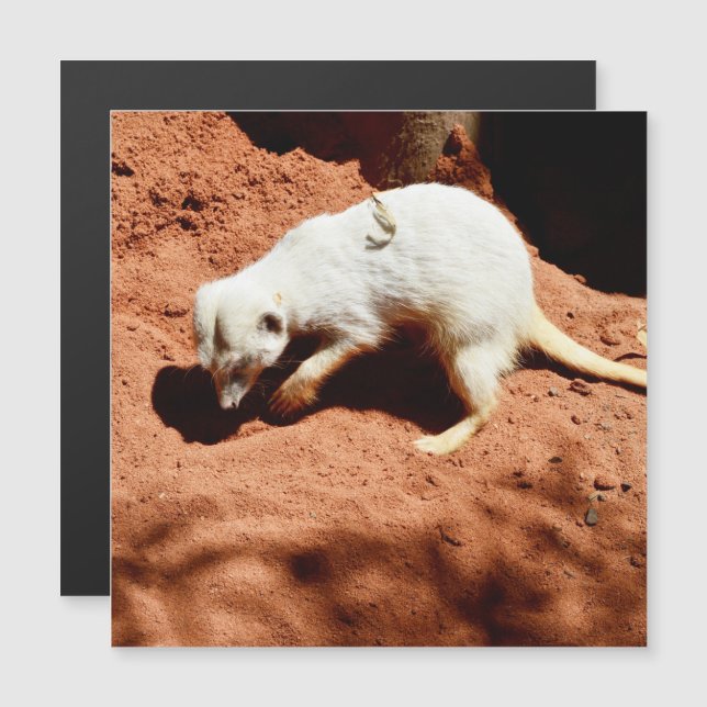 Nature's Forager: White Meerkat Digging for Inseto (Frente/Verso)