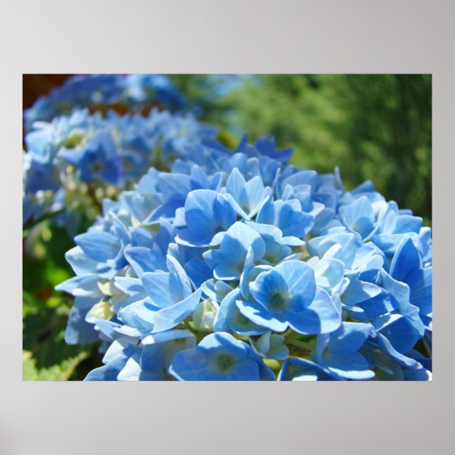 Natureza Curva impressões de arte Blue Hydrangea F (Frente)