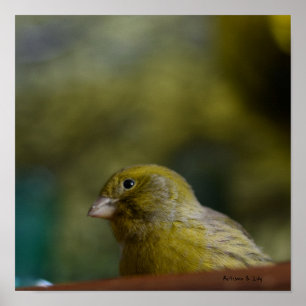 Natureza das aves canárias poster de papel de val