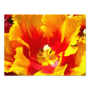 Natureza Fotografia Red Yellow Fine Art Impressão