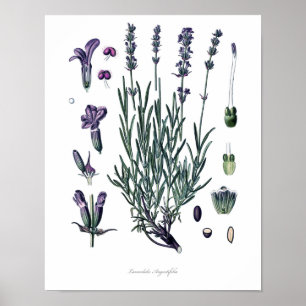 Natureza, impressão botânico, arte da flor da