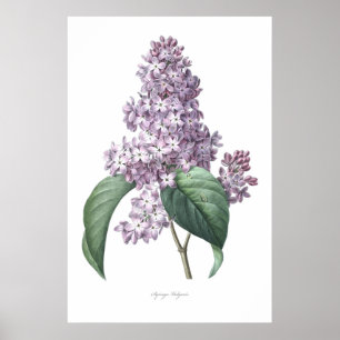 Natureza, impressão botânico, arte floral de Lilac