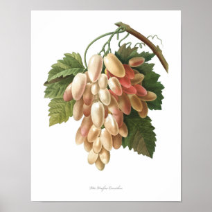 Natureza, impressão botânico, artposter do vitis