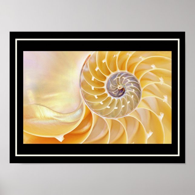 Nautilus seashell Poster (Frente)