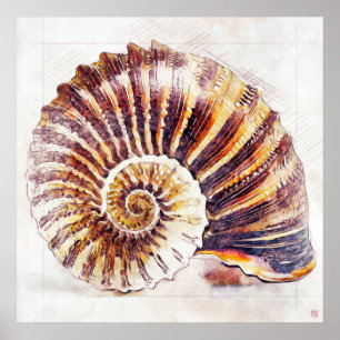 Nautilus Shell Drawing - Art Impressão