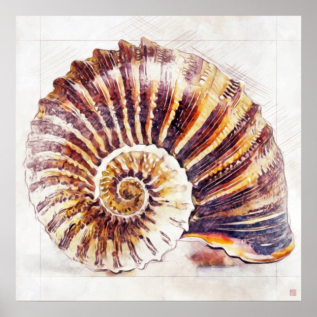 Nautilus Shell Drawing - Art Impressão (Frente)