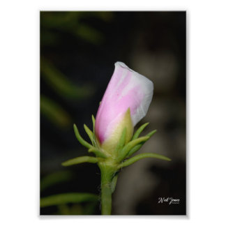 Neil Jones Fotografia - Nascimento de um Rosa