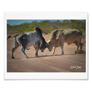 Neil Jones Fotografia - Rei da Estrada.