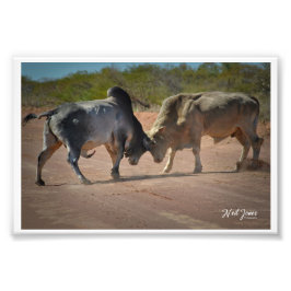 Neil Jones Fotografia - Rei da Estrada.