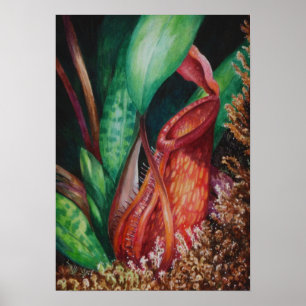 Nepenthes do poster da arte da aguarela de Mesilau