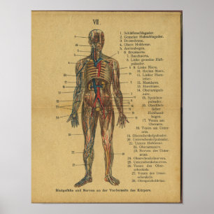 Nervos alemães das artérias do impressão da