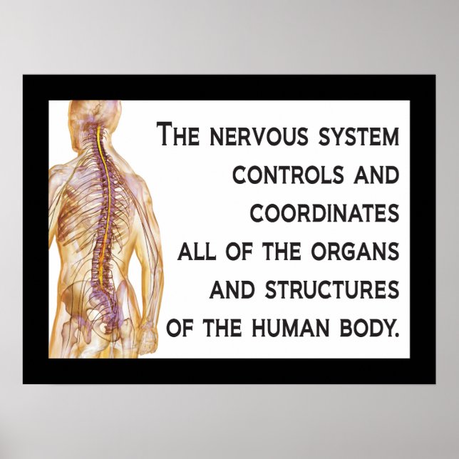 Nervos Chiropractic Cote Poster Personalizar (Frente)