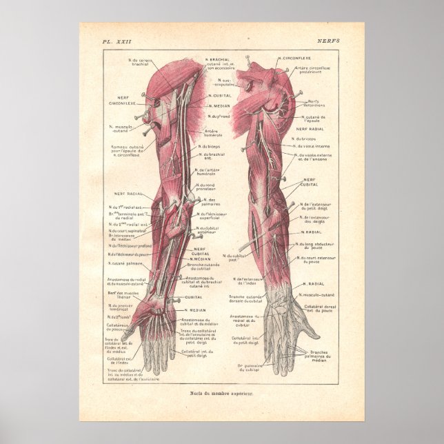 Nervos da Poster da Anatomia dos Braços em Francês (Frente)