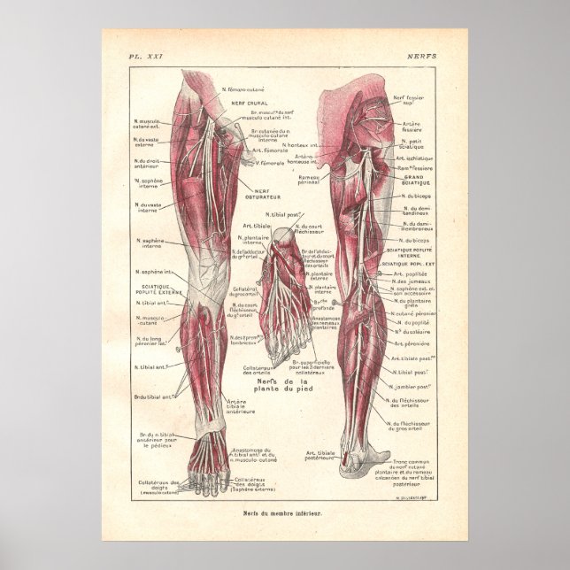 Nervos da Poster de Anatomia das Pernas em Francês (Frente)