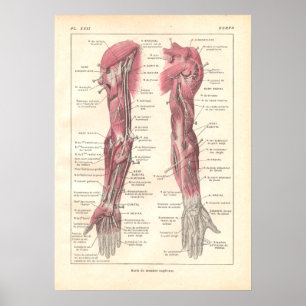 Nervos do poster da anatomia dos braços em franc